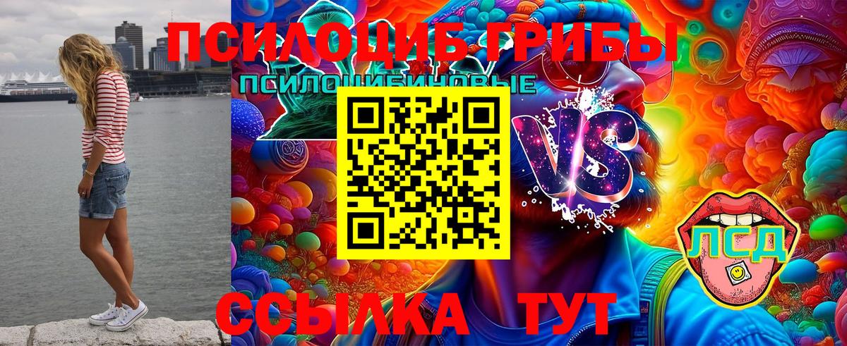 Псилоцибиновые грибы Cubensis Полысаево